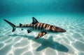 Powerful tiger glides over sandy seabed in clear blue ocean. Predator swims gracefully through tropical waters displaying sharp Royalty Free Stock Photo