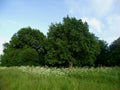 Powerful tree crowns in a Sunny meadow on a summer day Royalty Free Stock Photo