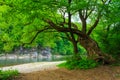 Powerful tree near the rocky river Royalty Free Stock Photo