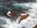 Powerful Pacific Ocean Waves Crashing on Rocks