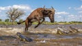 Wildebeest\'s Desperate Leap to Escape Crocodiles During Migration Royalty Free Stock Photo