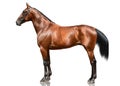 The powerfull bay horse trotter breed standing isolated on white background. Side view