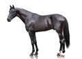 The powerfull black sport horse stand isolated on white background Royalty Free Stock Photo