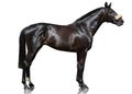 The powerfull dark bay thoroughbred stallion standing isolated on white background. Royalty Free Stock Photo