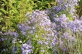 Purple flowers blooming inside Powerscourt Estate, County Wicklow - Ireland nature tours - No. 3 garden in world Royalty Free Stock Photo