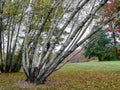 Powerty Birch /Betula Populifolia/ in autumn landscape with leaves on grass