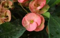 Poy Sian flower(Euphorbia milii) in garden