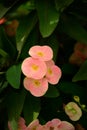 Poy sian flowers