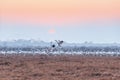 Poyang lake migratory bird landscape