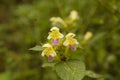 Poziewnik pstry, Galeopsis speciosa, Edmonton hempnettle