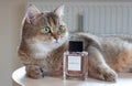 Poznan, Poland - 01.05.2023: Elegant bottle of Dolce Gabbana l\'imperatrice and British Shorthair Golden Chinchilla NY25