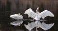 PPair of Trumpeter Swans reflecting while spreading their wings in the Yellowstone River in Yellowstone National Park in Wyoming Royalty Free Stock Photo