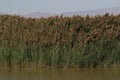 Closeup of phragmites on the edge of a wetland