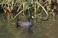 American Coot fulica americana Royalty Free Stock Photo