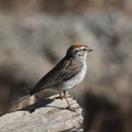 Chipping Sparrow spizella passerina Royalty Free Stock Photo