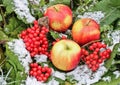 pples and Viburnum in the snow. Red Apples and Viburnum in the snow and grass close up