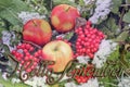 Pples and Viburnum in the snow. Red Apples and Viburnum in the snow and grass close up