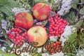 Pples and Viburnum in the snow. Red Apples and Viburnum in the snow and grass close up