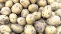 Potato background. Group whole raw potatoes texture background. Heap fresh potato pattern