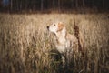 Profile Portrait of adorable beige dog breed golden retriever standing in the withered rye field in autumn