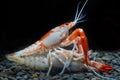 Pracamberus Clarkii Ghost closeup detail animal