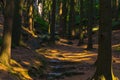 Woodland Path in PrachovskÃÂ© SkÃÂ¡ly Nature Reserve