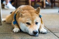Prachuap Khiri Khan, Thailand- April, 03, 2021 : japanese chiba dog, very lovely and friendly dog in the dog cafe at Prachuap