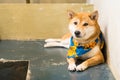 Prachuap Khiri Khan, Thailand- April, 03, 2021 : japanese chiba dog, very lovely and friendly dog in the dog cafe at Prachuap