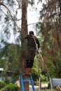 A man climbing a pine tree