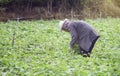 Prachuapkhirikhan,Thailand -July 12, 2016: Thai local farmer harvesting a sweet potatoyams in a field,Prachuapkhirikhan