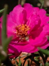 Pink portulaca, flowers, nature, close up, vibrant Royalty Free Stock Photo