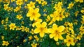 Prado de flores amarillas