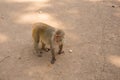 Pragnant Monkey on the ground