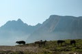 Pragser Wildsee - A few silhouettes of heard of sheep grazing on the lush green pasture in Italian Dolomites on a sunny day Royalty Free Stock Photo