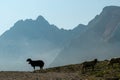 Pragser Wildsee - A few silhouettes of heard of sheep grazing on the lush green pasture in Italian Dolomites on a sunny day Royalty Free Stock Photo