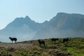 Pragser Wildsee - A few silhouettes of heard of sheep grazing on the lush green pasture in Italian Dolomites on a sunny day Royalty Free Stock Photo