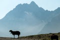 Pragser Wildsee - A few silhouettes of heard of sheep grazing on the lush green pasture in Italian Dolomites on a sunny day Royalty Free Stock Photo