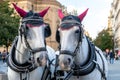 Carriage Horses Adorned with Red Ear Covers in Prague Royalty Free Stock Photo