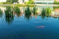 PRAGUE, CZECH REPUBLIC - AUGUST 27, 2018: Fishes in the fountain. Wallenstein Garden in Prague. Prague, Czech Republic. Royalty Free Stock Photo