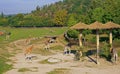 PRAGUE, CZECH REPUBLIC - 2023: Giraffes. Prague Zoo is one of the best zoos in the world. Giraffes came to the feeder Royalty Free Stock Photo