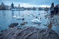 Tourists feeding swans near Charles Bridge