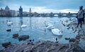 Tourists feeding swans near Charles Bridge