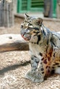 Clouded leopard in zoological garden enclosure in Prague Royalty Free Stock Photo