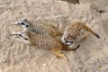 Small meerkat - suricate Suricata suricatta in zoological garden enclosure in Prague Royalty Free Stock Photo