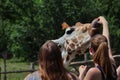 Caucasian Woman with Brown Hair Feeding Giraffe in Czech Zoological Garden