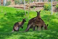 Family of Red Giant Kangaroo in Prague Zoo