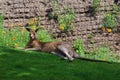 Red Giant Kangaroo Lies Down