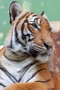 Tiger in the Prague Zoo