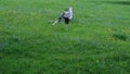 Secretary bird on the field. African birds.