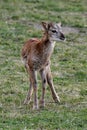 Young muflon in the garden of Thomayer`s hospital